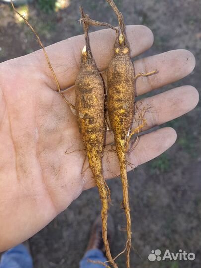 Молочай Палласа. Саженцы