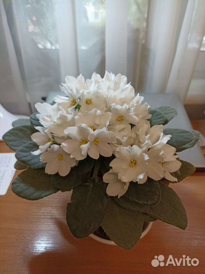 Комнатные цветы, Фиалка