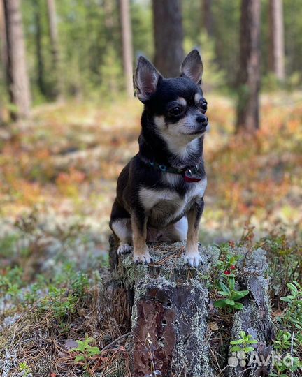 Кастрация собак в любом районе спб.Ветврач на дом