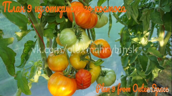 Семена томатов