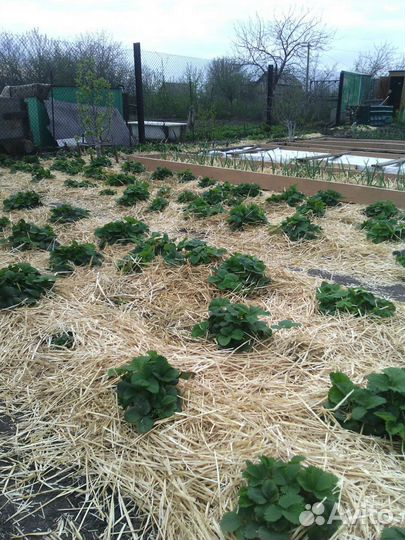 Солома + бесплатная доставка