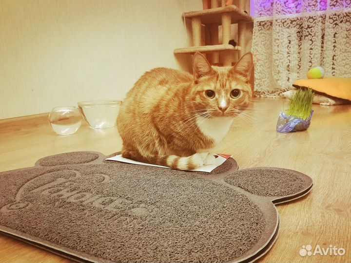 Коврик в ванную прихожую туалет для дома