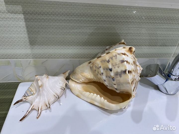 Морские ракушки раковины