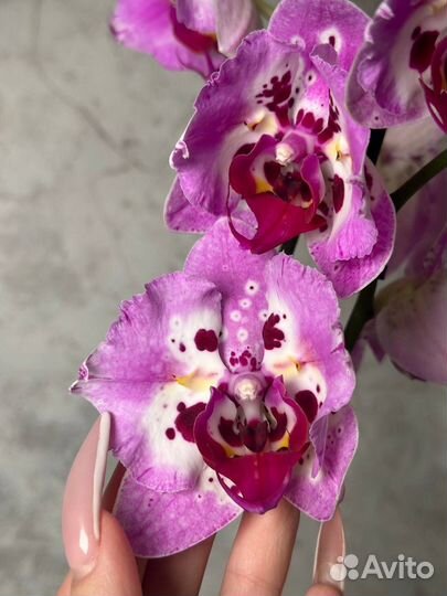 Орхидея фаленопсис бабочка