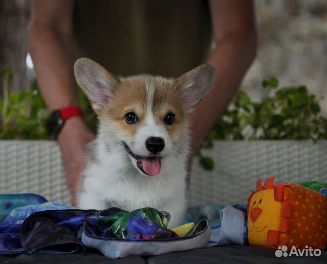 Вельш-корги пемброк