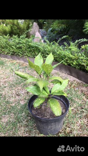 Акуба японская