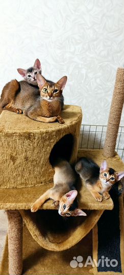 Абиссинский кот