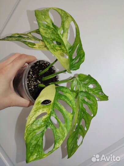 Монстера Адансона вариегатная жёлтая
