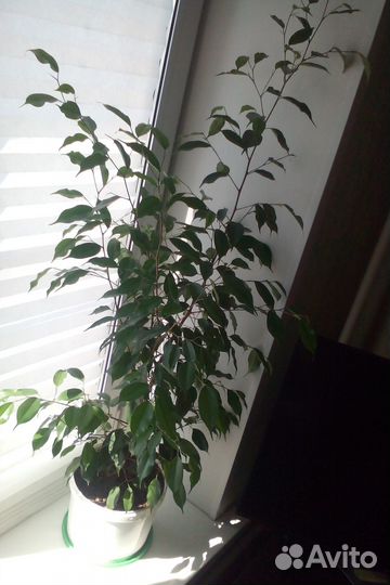 Фикус Бенджамина