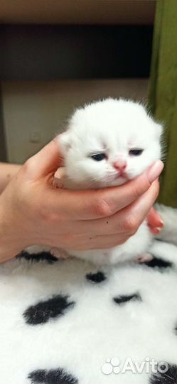 Изумительные зеленоглазые котятки