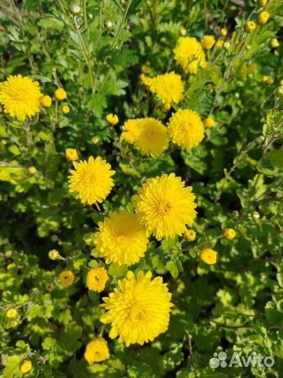 Хризантема