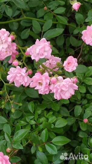 Роза в горшке