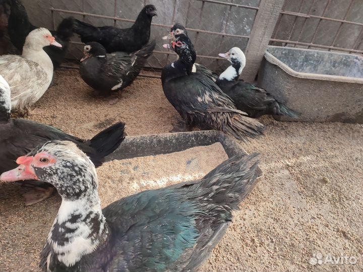 Утки индийский бегунок и индо утки