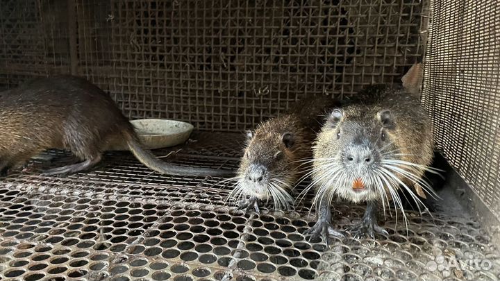 Детеныши нутрий