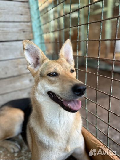 Весёлая миниатюрная собачка из приюта