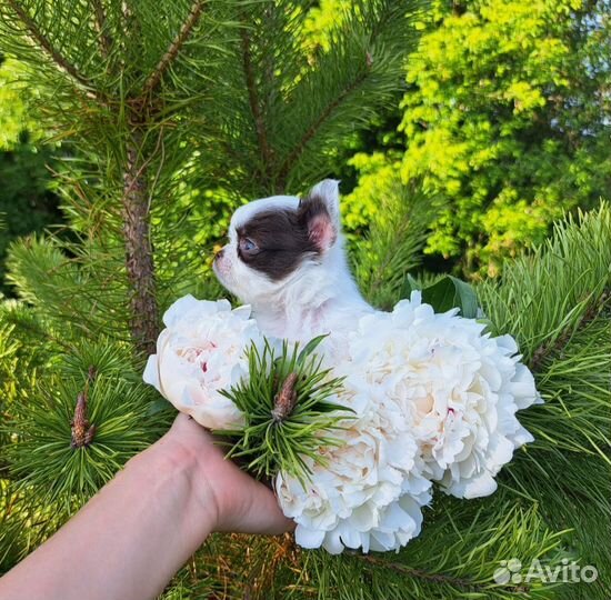 Мини эксклюзив