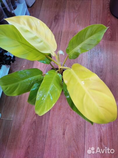 Филодендрон