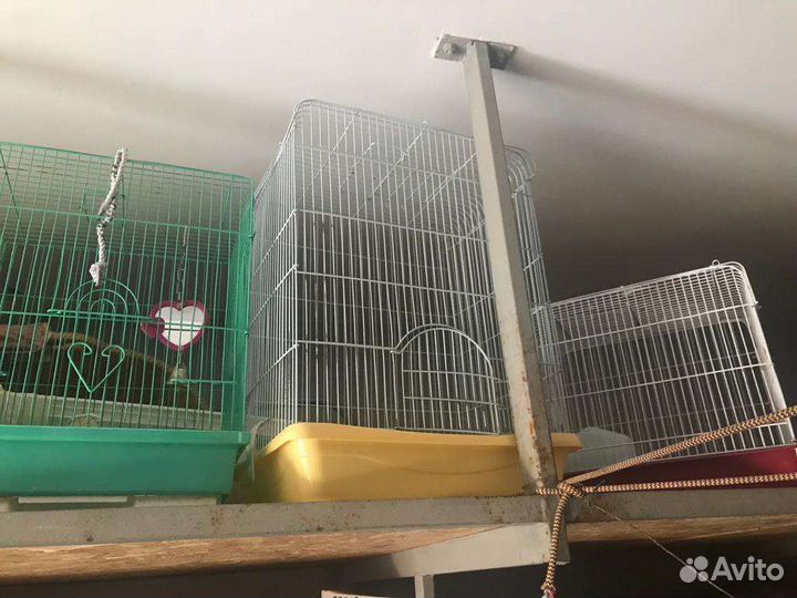 Три клетки (жёлтая продана)
