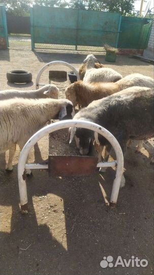 Баранчики и ягнята