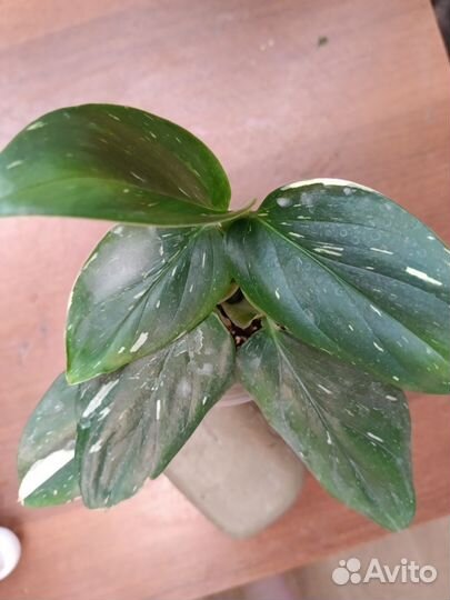 Комнатные растения