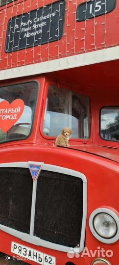 Мальтипу микро