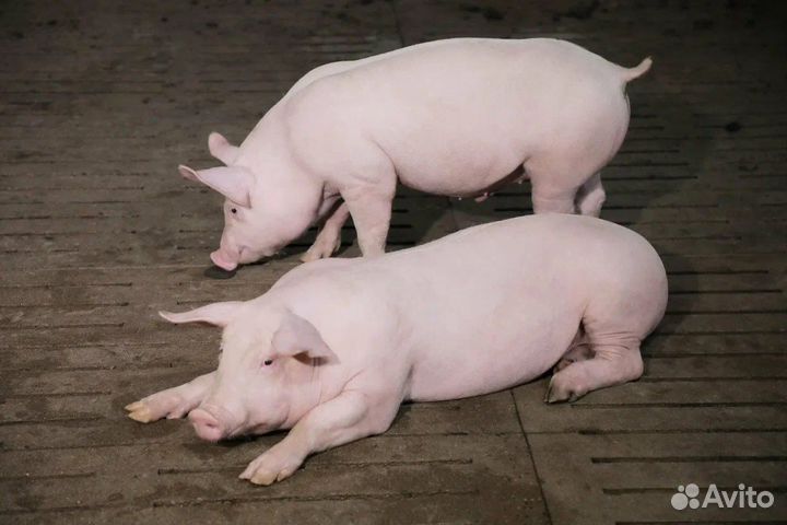 Поросята породы ландрас