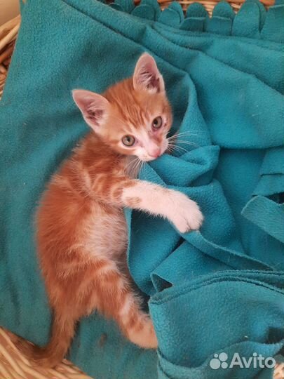 Рыжик-мальчик