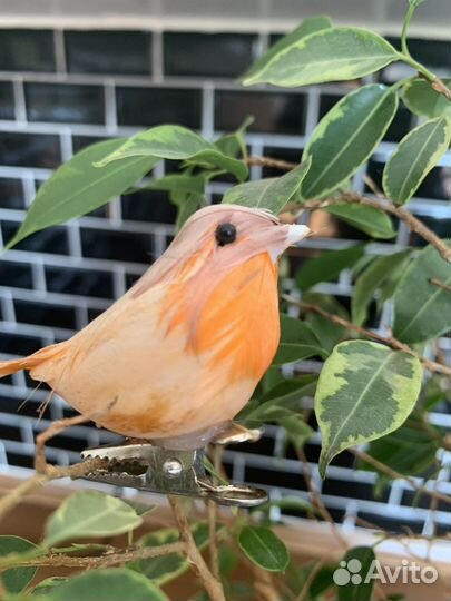 Домашний цветок