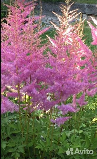 Теневыносливые красивые растения: горянка,астильба