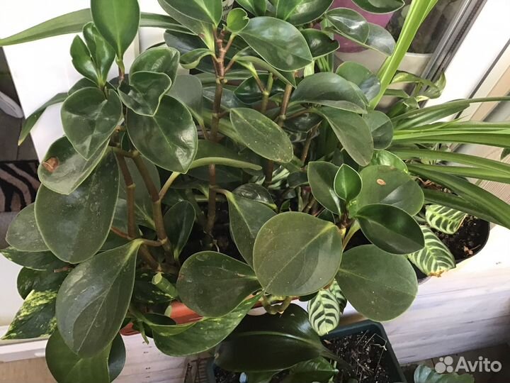 Комнатные растения