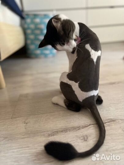 Стрижка кошек на дому