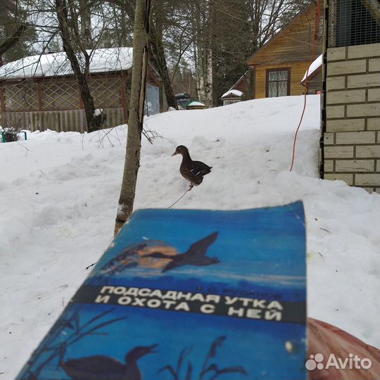 Подсадные утки (аренда)