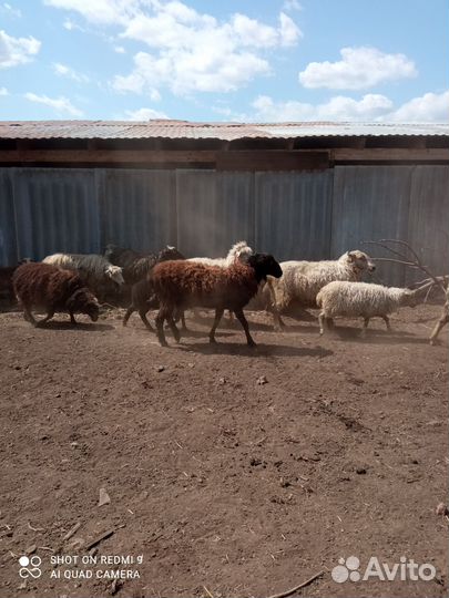 Овцы и бараны оптом