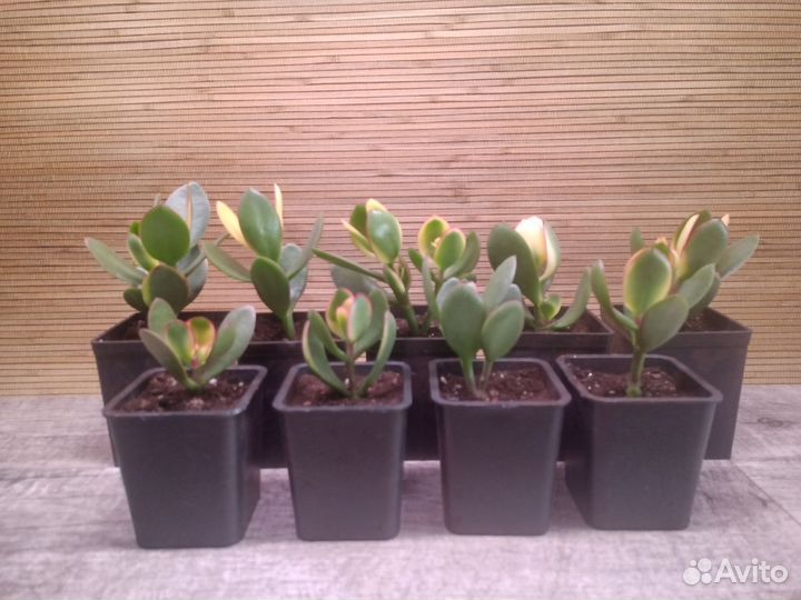 Крассула кагетсу маруба