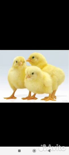 Цыплята бройлеры росс 308