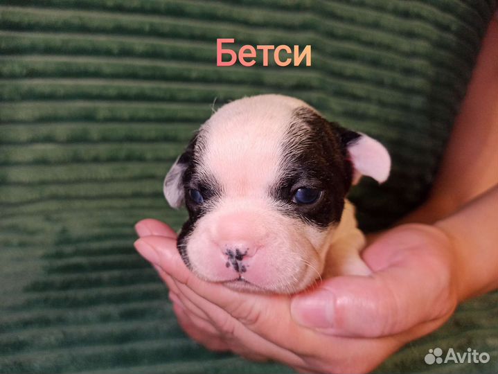 Французский бульдог щенки чёрно-белые