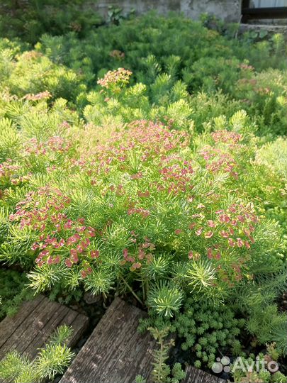 Растения для сада