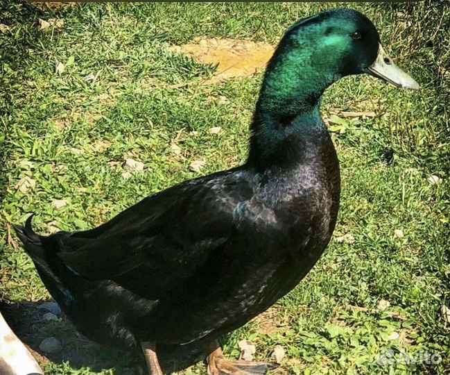 Молоко коровье домашнее