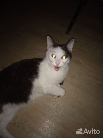 Отдам кота в добрые руки