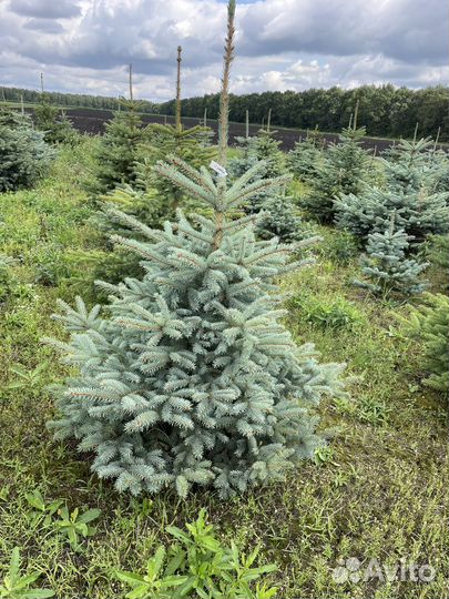 Саженцы Ель серебристая