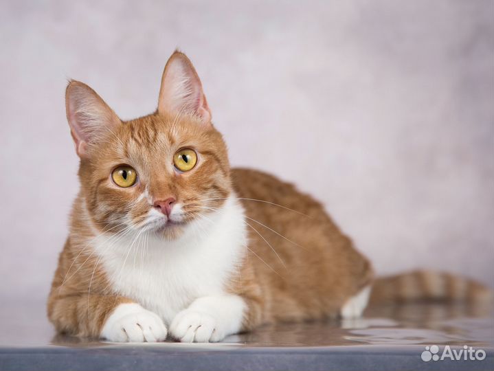 Ласковый красавчик кот Риччи