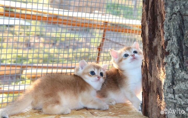 Шотландская золотая шиншилла мальчики