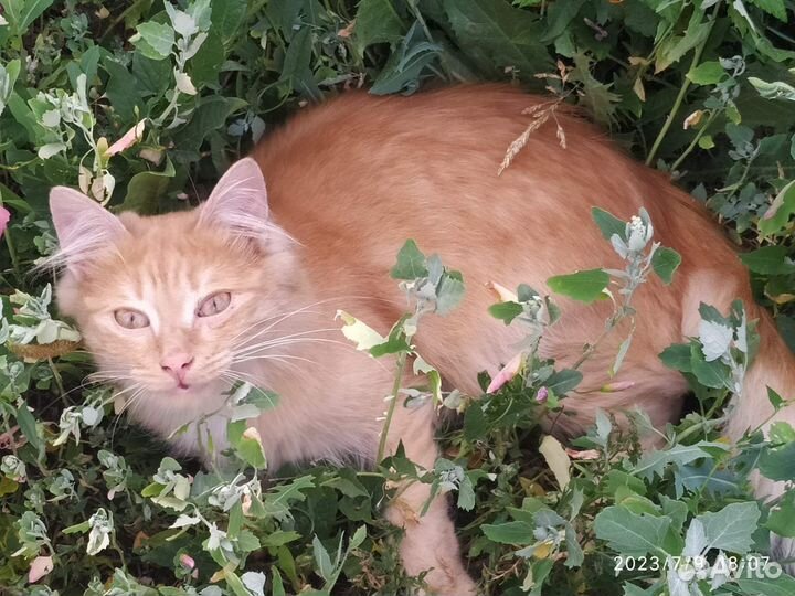 Отдам кота в хорошие руки