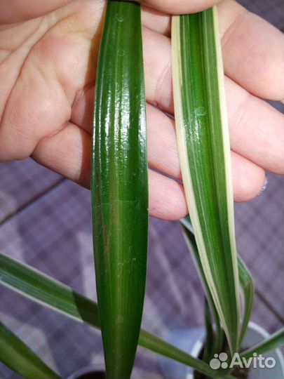 Хойя разные сорта