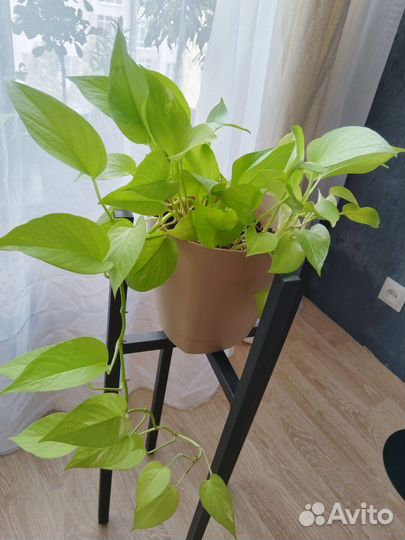 Сциндапсус неон