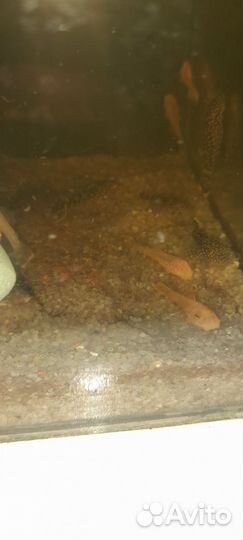 Сом анцитрус