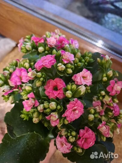 Каланхоэ цветущий