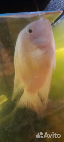 Рыбки цихлиды-фламинго