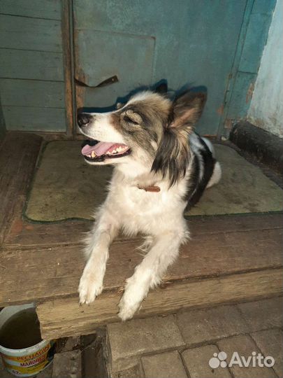 Собака в добрые руки