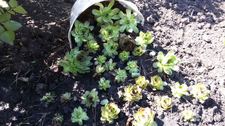 Молодило (каменная роза)